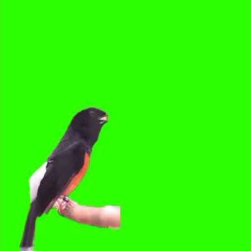Mentahan green screen burung murai
