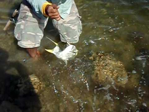 FISHING -- JOEY FLATS  BACK COUNTRY..JACKS & TROUT @Joeyflatsfishing#fishing