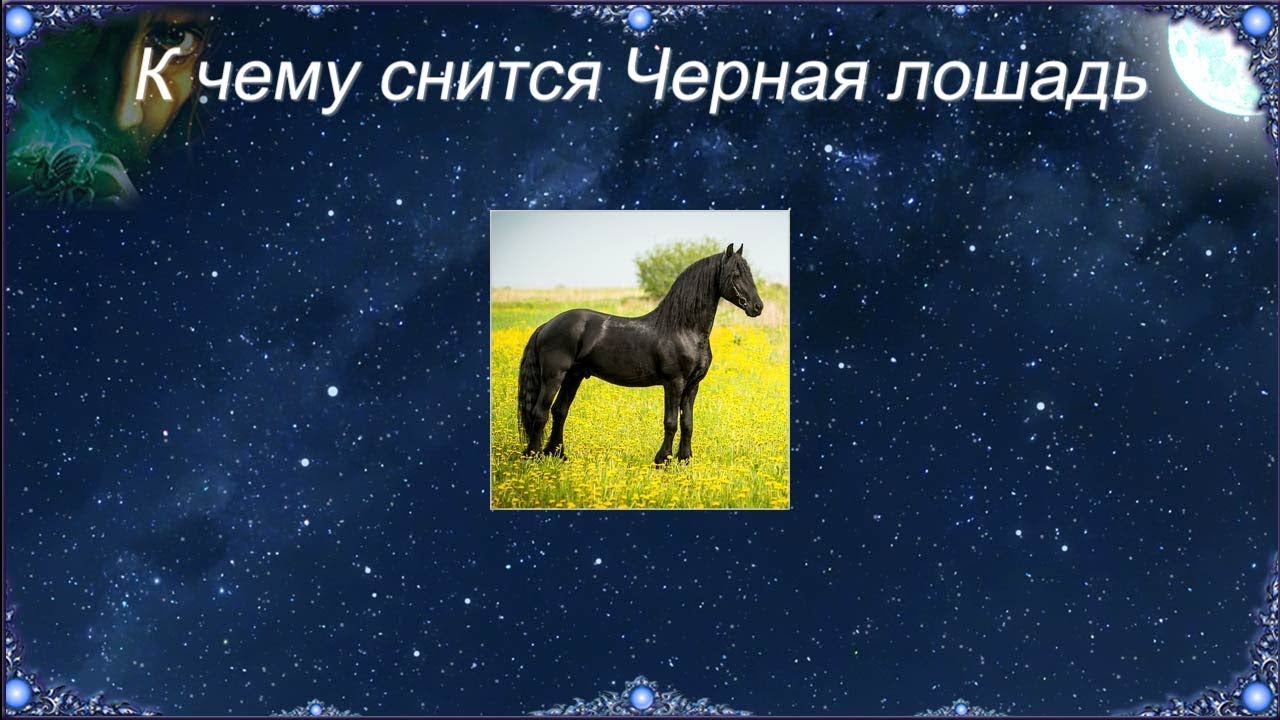 К чему снится Черная лошадь (Сонник)