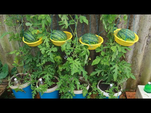 Video: Charleston Grey Watermelon Care - Perintövesimelonien kasvattaminen puutarhassa