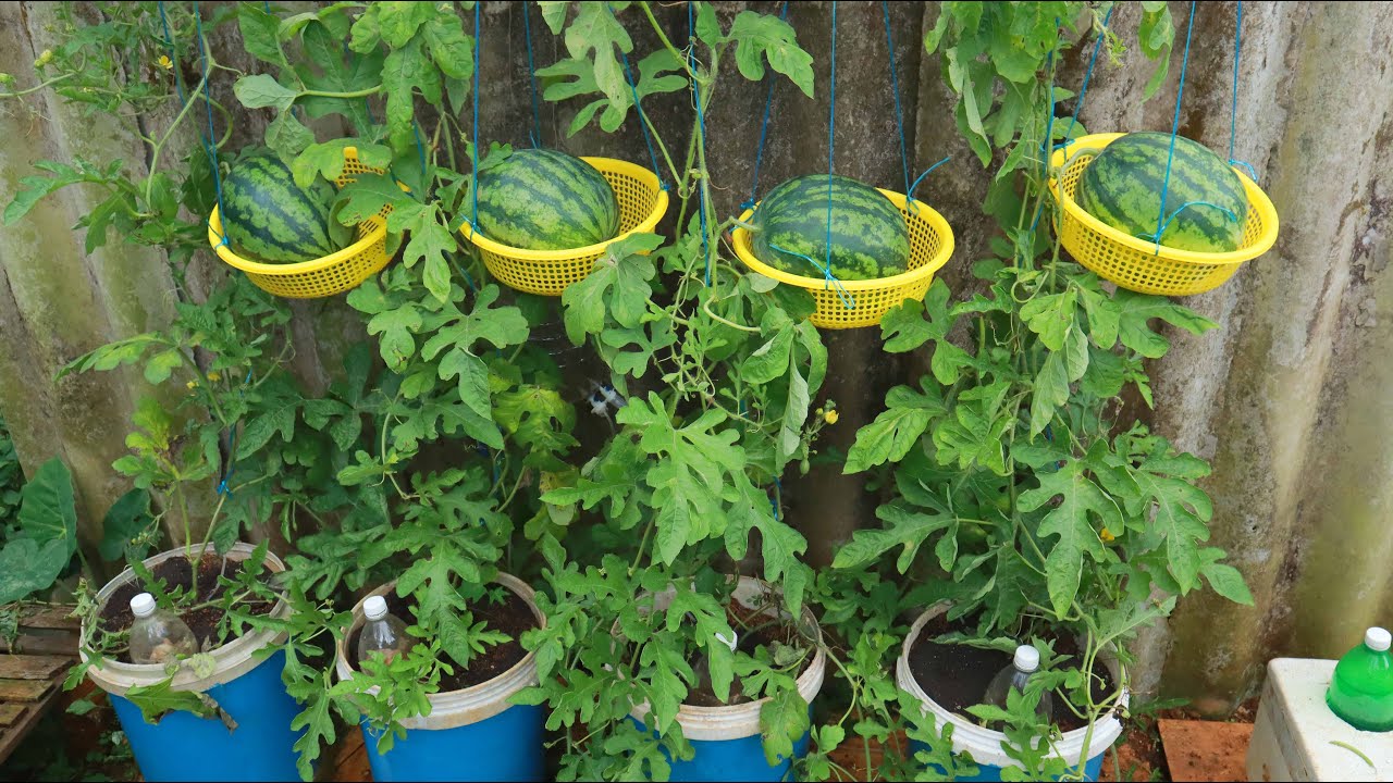 35 Creative Container Vegetable Garden Ideas - A Piece Of Rainbow