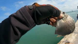 Experiment Mancing Umpan Tepung di Tengah Laut. Pelabuhan Patimban