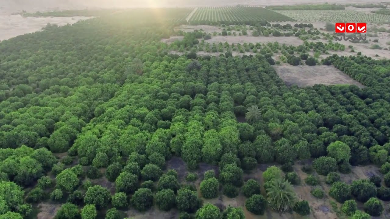 جولة في أكبر مزرعة في اليمن ...  تحتوي على 90 الف شجرة برتقال وآلالف الأشجار الأخرى | في ضيافة سبأ