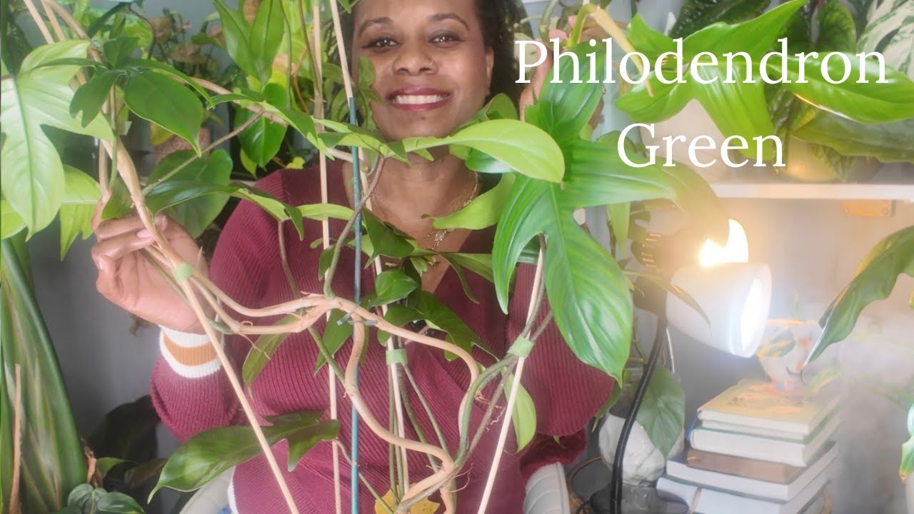 Растение недели | Филодендрон Флорида Грин