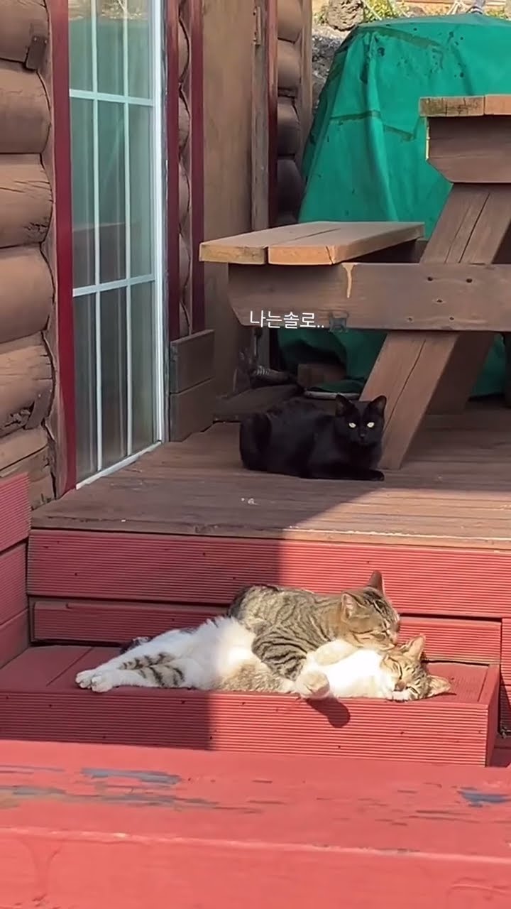 C magnifique vidéo chat