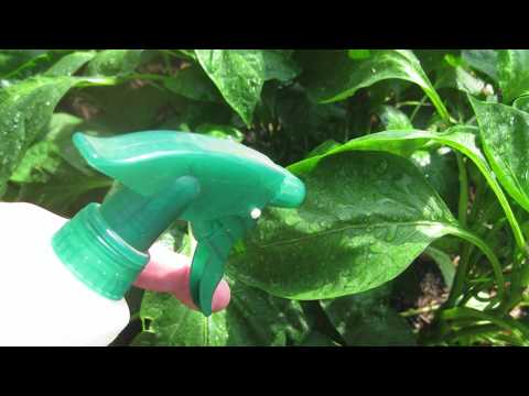 Video: Bahçecilikte Epsom Tuzu: Epsom Tuzu Bitkiler İçin İyi mi?