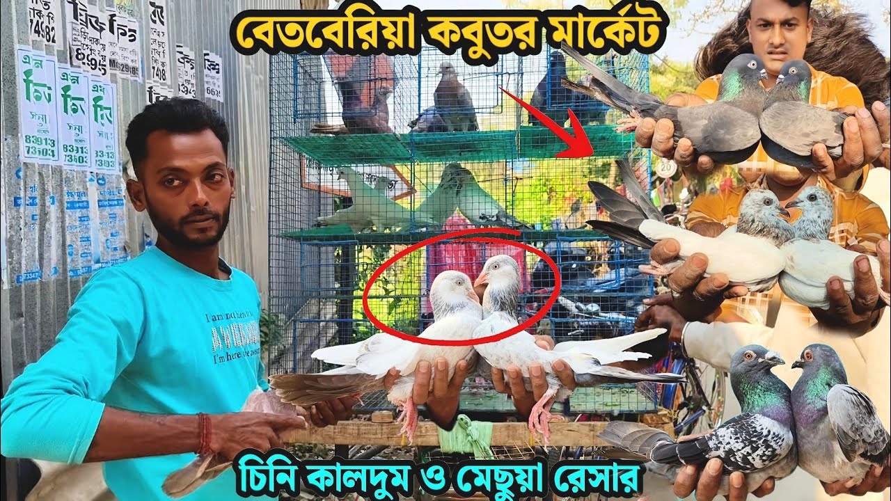 বড় সাইজের চিনি কালদুম ও মেছুয়া রেসার |বেতবেরিয়া কবুতর মার্কেট