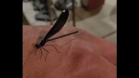 Shotcut - How to correct layering issues and adding a Blur Background to Vertical phone footage