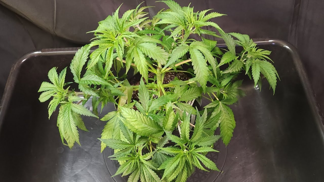 Low Stress Training hack (Velcro garden ties + fabric grow bags) 😁 Purple Kush at veg week 3 day 25