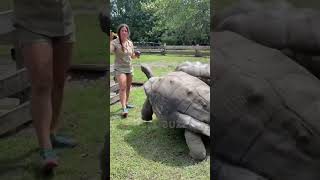 Turtle Attacks on Black Objects Explained #trendingshorts