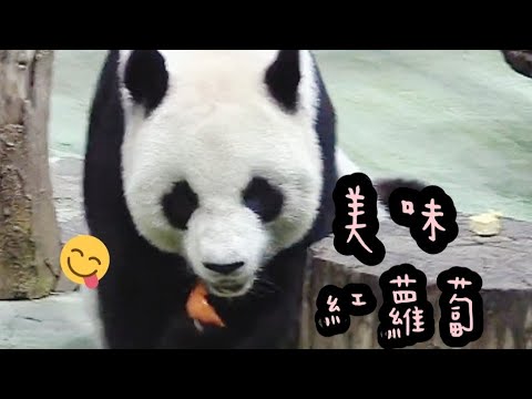 圓圓享用點心很開心，圓圓很快樂|熊貓貓熊The Giant Panda Yuan Yuan and Yuan Bao|台北市立動物園