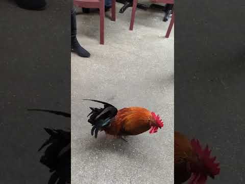 This Rooster Can Dance! Myfriendscallmemarthaboone