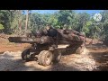cara excavator muat kayu ke atas logging dengan cepat#tutorial muat kayu#