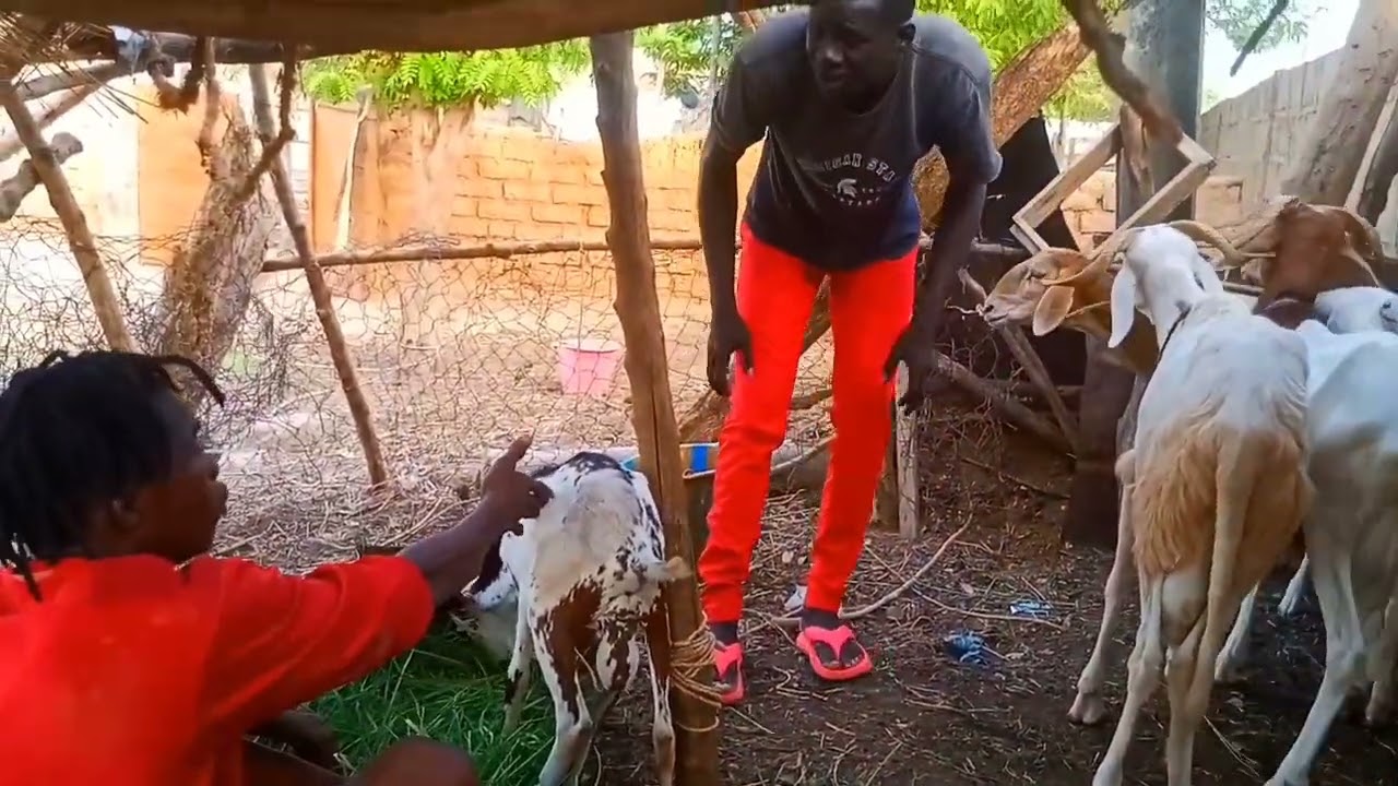 Dagabana solo et son ami à la fête de Tabaski Ségou dagaTiki officiel