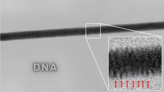 Objects Under the Microscope🔬  PART - 2