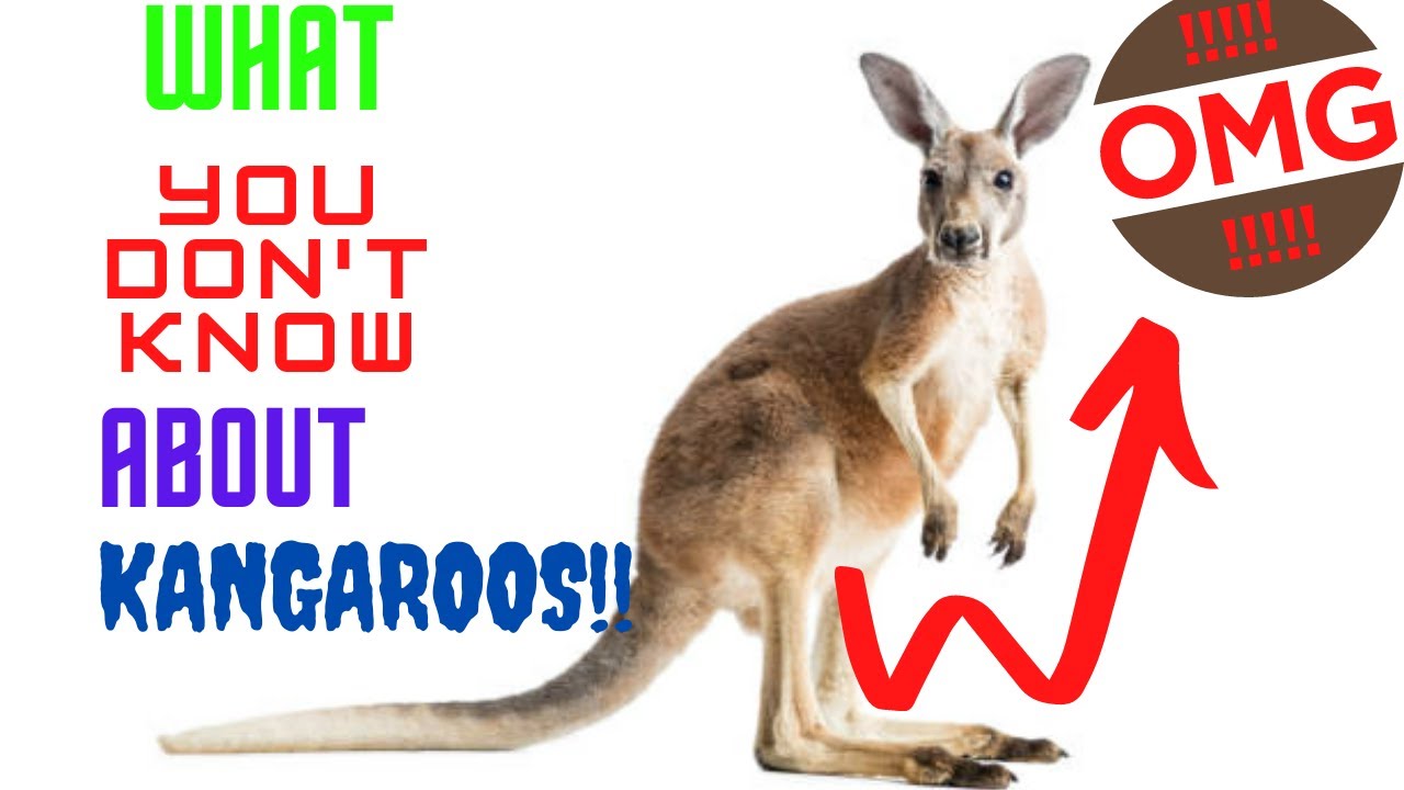 Animal facts you didn't know | Kangaroo facts | WILD'N MAJESTIC - YouTube