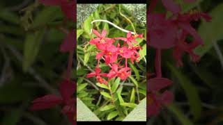The Thorn sung CTH #shorts #music #oldmusic #publicdomainmusic #nature