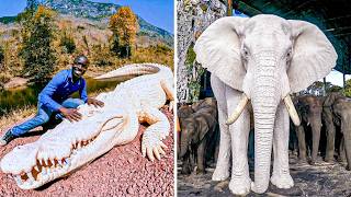 Celebrity 35 Albino Animals That Were Only Seen Once Profile
