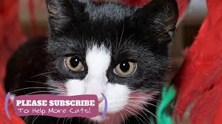 2 Hours Calming Music for Cats - Relaxation Music for Anxious Cats! ☯LCZ127 by Love Cat Zone - Relaxing Music for Cats 4 views 4 years ago 1 hour, 47 minutes