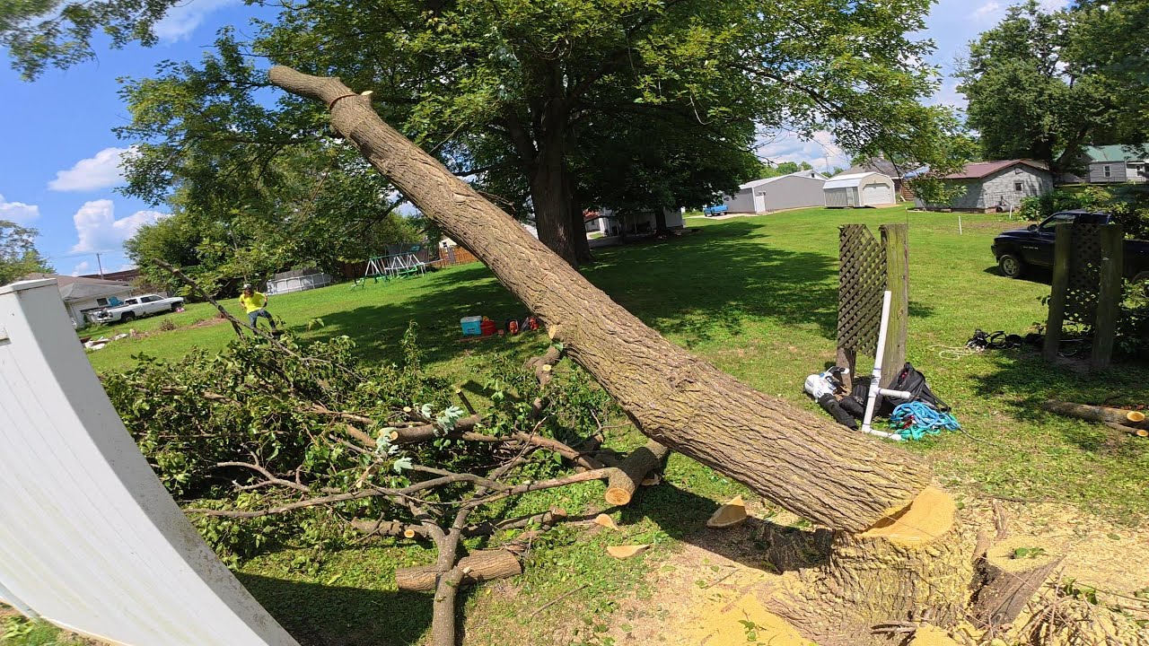 Climbing POV Mulberry Removal | Satisfying Tree Work
