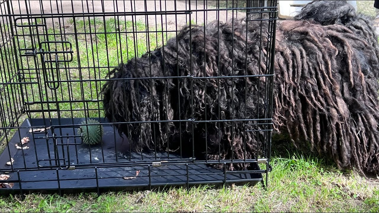 We Used A Ball To Catch This Dog