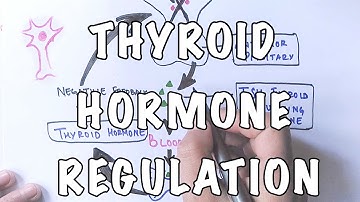 Thyroid Hormone Regulation and Negative Feedback