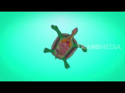 Video: Bagaimana Kura-kura Bernafas