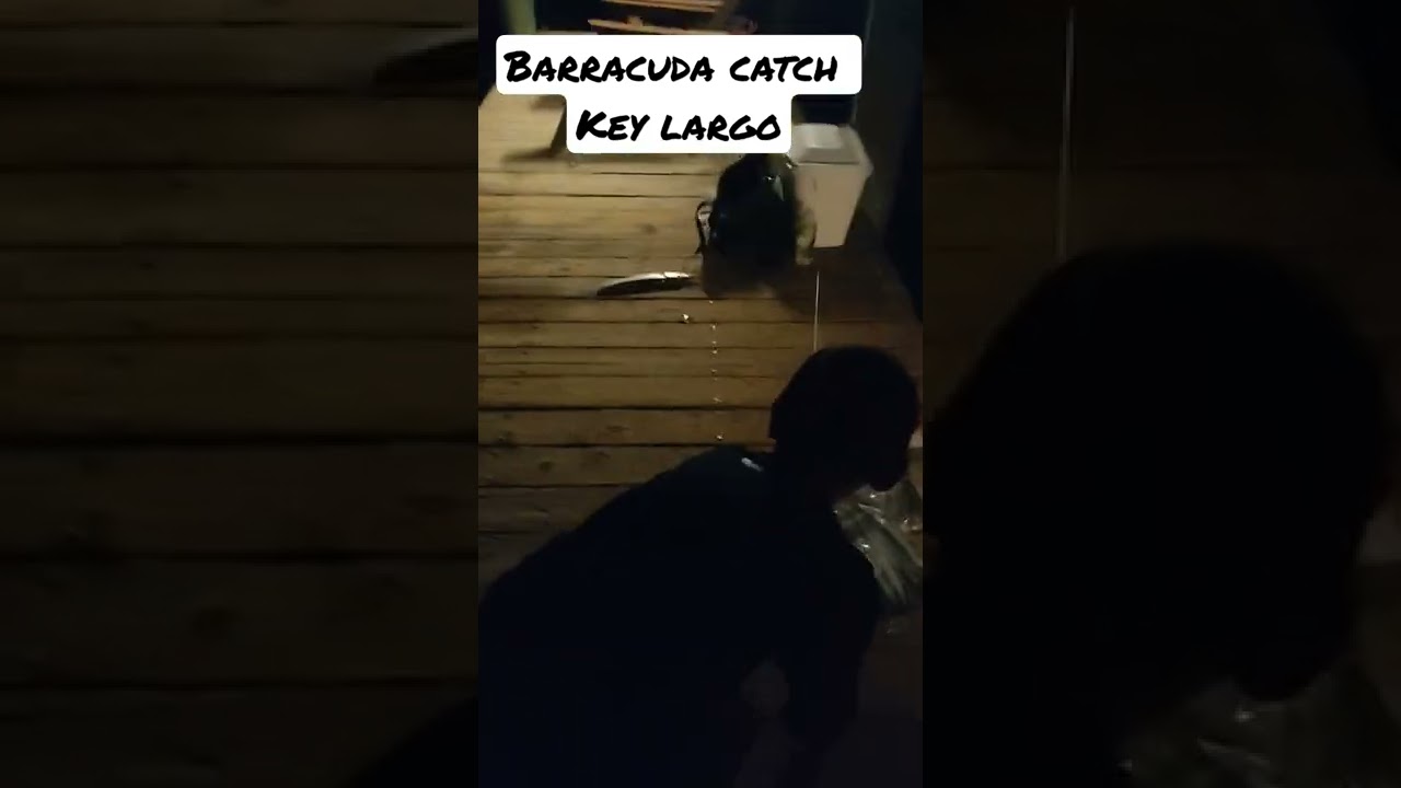 Barracuda Catch in Key Largo