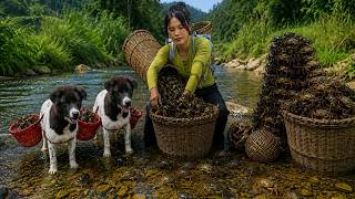 The Vietnamese girl and her dogs catch crabs for food and go to the market to sell