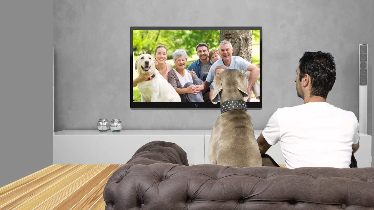 AKC Pet Disaster Relief Program | AKC Reunite
