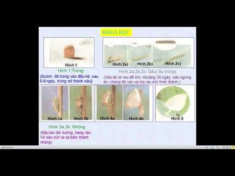 Khoa học 5 - Sự sinh sản và quá trình phát triển của côn trùng, ếch