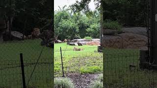 Lion Exhibit - African Savannah - Audubon Zoo - New Orleans, LA (Remake)