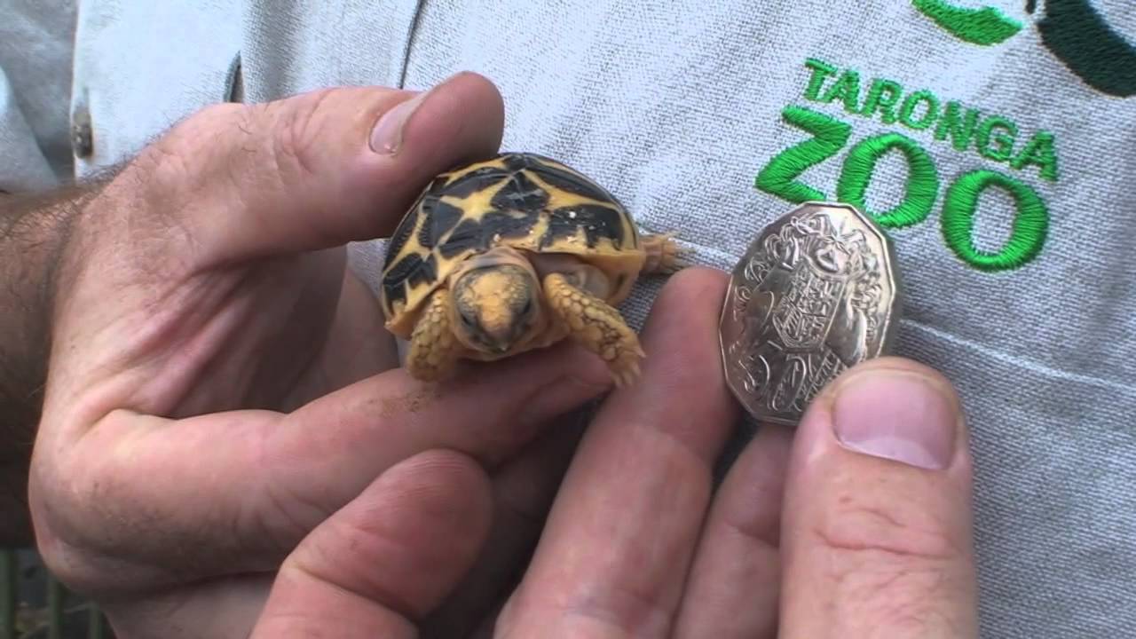 Baby Indian Star Tortoise At Taronga Zoo Youtube