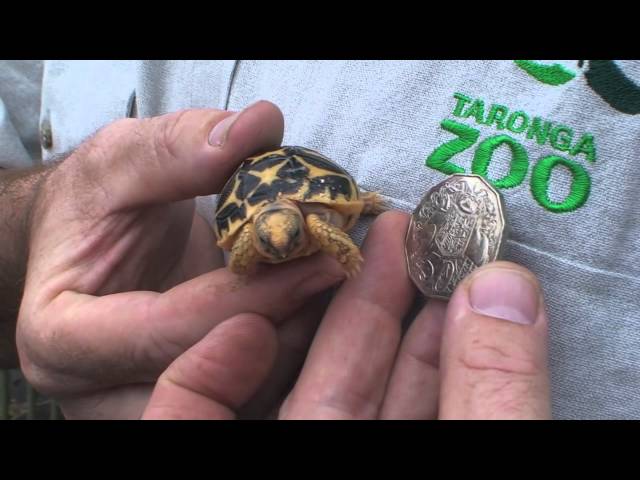 Am I feeding my Western Painted Turtle correctly? I feed her about this  much Reptomin and dried shrimp every day. : r/turtle