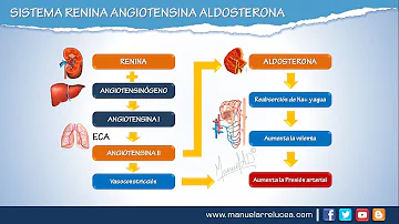 ¿Cómo regulan la renina y la aldosterona la tensión arterial?