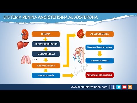 Video: ¿Dónde se produce el angiotensinógeno?