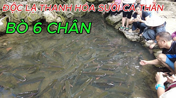 ĐỘC LẠ THANH HÓA - KHÁM PHÁ SUỐI CÁ THẦN - BÒ 6 CHÂN.