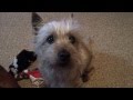 Denny Speaks!  Talking Cairn Terrier