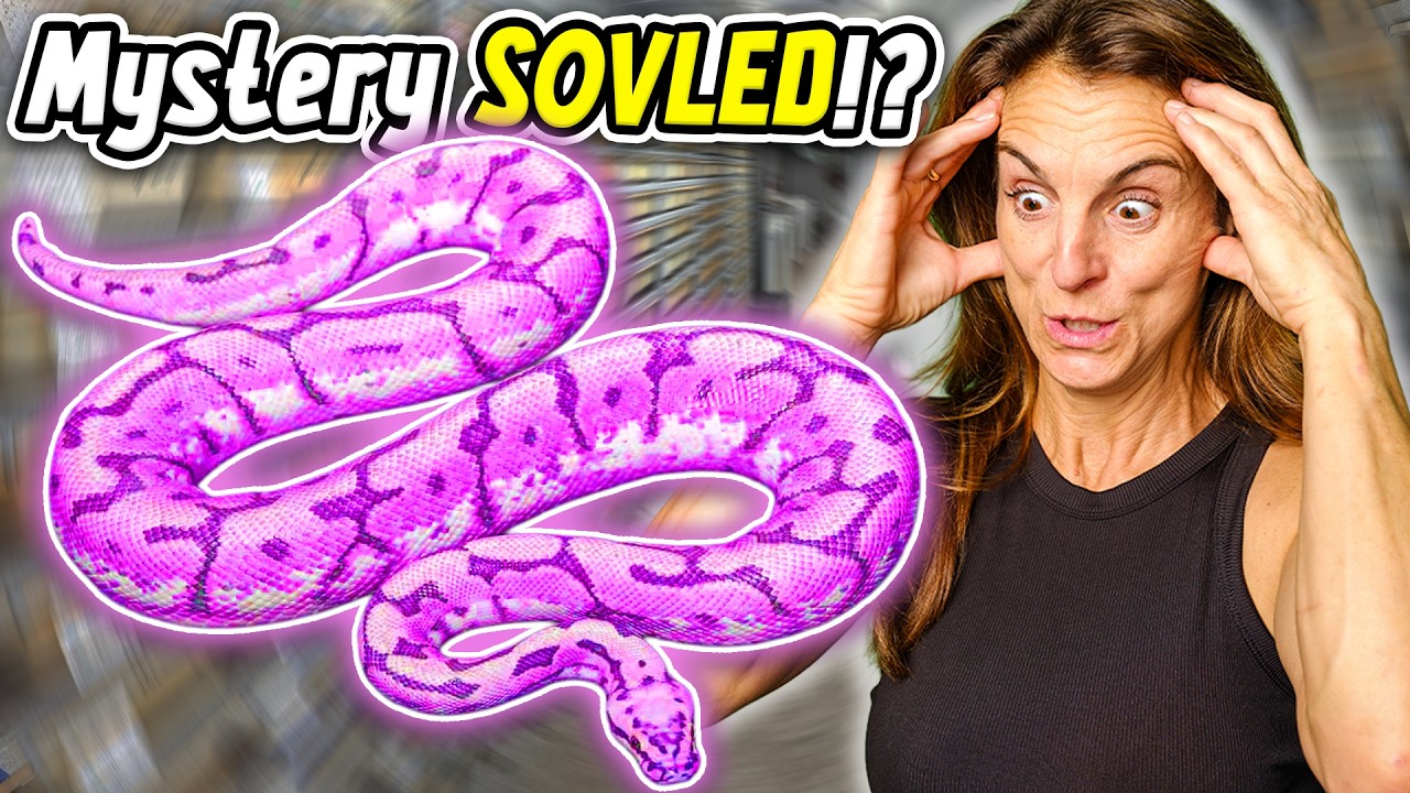Did We Solve Brian Barczyk's Mystery Snake?