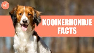 Kooikerhondje Dog Breed: 10 Amazing Facts You Must Know