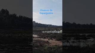 Viveiros da Espargueira, Mexilhoeira Grande