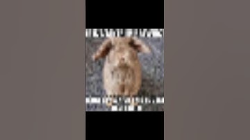 Butcher Vanity oc animation ////WIP #ocanimation #animation #wip