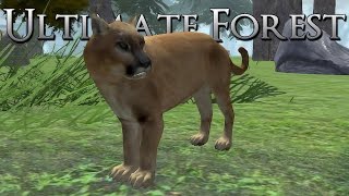 A Cougar in the Wild Forests!! • Ultimate Forest Simulator screenshot 3