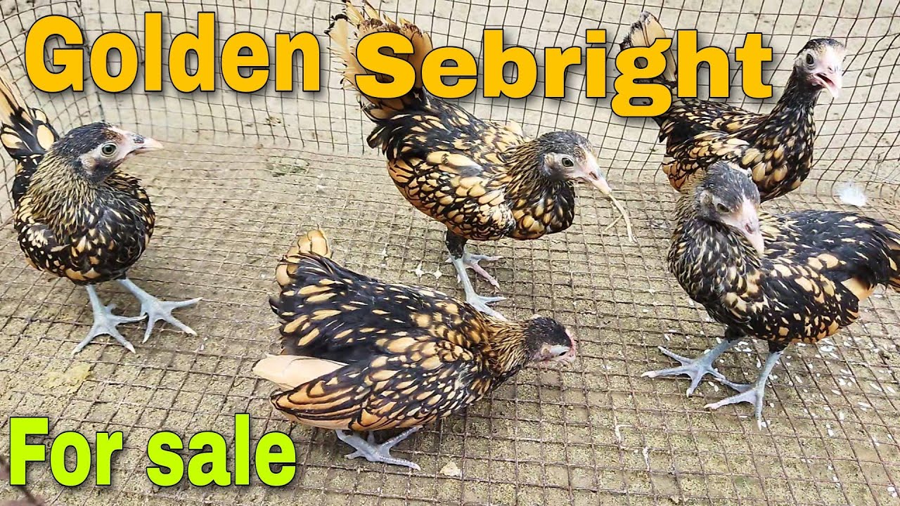 Golden Sebright chicken ready for sale Abalata farming YouTube