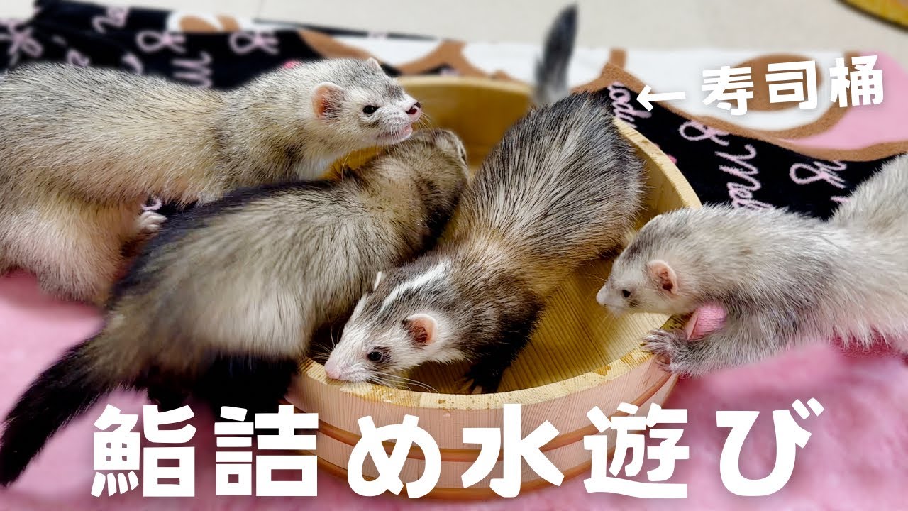 あおいの　だっこして！フェレット 個性溢れるフェレットの水遊び‼︎【ferret#1626】 - YouTube