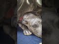 【過去動画】ピーちゃん来た当時