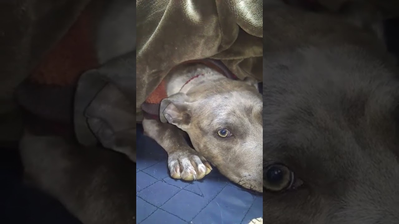 【過去動画】ピーちゃん来た当時