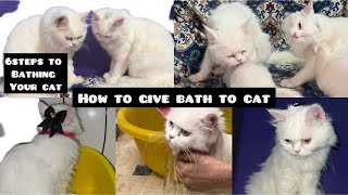 How to bath a cats or kittens/easy way to bath a Persian cats /meows family ❤