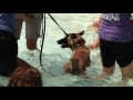 Rockville Doggie Dip Day 2016