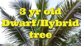 Seen a dwarf coconut tree ever? This is our 3 y|o hybrid mini tree. A dedication video 2 my parents.